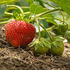 Everbearer Strawberry Sweet Summer Everbearer Strawberry Sweet Summer