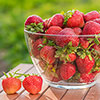 Everbearer Strawberry Sweet Summer Everbearer Strawberry Sweet Summer