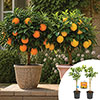 Citrus Orange And Lemon Tree Collection With Feed Citrus Orange And Lemon Tree Collection With Feed