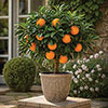 Citrus Orange And Lemon Tree Collection With Feed Citrus Orange And Lemon Tree Collection With Feed