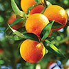Citrus Orange And Lemon Tree Collection With Feed Citrus Orange And Lemon Tree Collection With Feed
