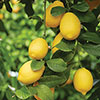 Citrus Orange And Lemon Tree Collection With Feed Citrus Orange And Lemon Tree Collection With Feed
