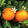 Citrus Orange And Lemon Tree Collection With Feed Citrus Orange And Lemon Tree Collection With Feed