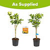 Citrus Orange And Lemon Tree Collection With Feed Citrus Orange And Lemon Tree Collection With Feed