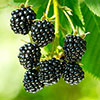 Blackberry Montblanc Blackberry Montblanc