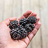 Blackberry Montblanc Blackberry Montblanc