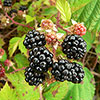Blackberry Montblanc Blackberry Montblanc