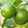 Citrus Lime Tree with Fruit Citrus Lime Tree with Fruit