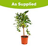 Citrus Lime Tree with Fruit Citrus Lime Tree with Fruit