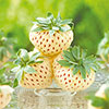 White Strawberry (Pineberry) White Dream White Strawberry (Pineberry) White Dream