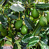 Avocado Tree Hass