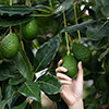 Avocado Tree Hass