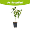 Avocado Tree Hass Avocado Tree Hass