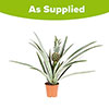 Edible Indoor Pineapple Plant Edible Indoor Pineapple Plant
