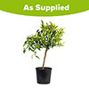 Citrus Mandarin Tree