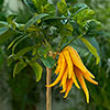 Citrus Buddhas Hand