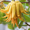 Citrus Buddhas Hand