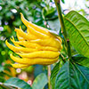 Citrus Buddhas Hand