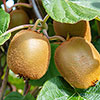 Self-fertile Kiwi Jenny Self-fertile Kiwi Jenny
