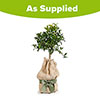 Citrus Mandarin Fruit Tree Gift Wrapped