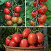 Tomato Harvest Collection