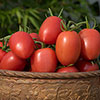 Tomato Harvest Collection