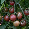 Tomato Rocola Chocolate