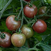 Tomato Rocola Chocolate