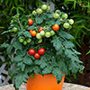 Tomato Red Veranda