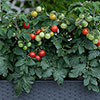 Tomato Red Veranda