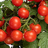 Tomato Red Veranda