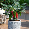 Pepper Jalapeno