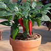 Pepper Jalapeno