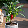 Pepper Cayenne