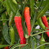 Pepper Cayenne