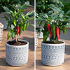 Chilli Hot Fiery Collection Chilli Hot Fiery Collection