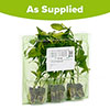 Chilli Hot Fiery Collection