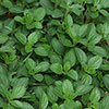 Aromatic Herb Collection Aromatic Herb Collection