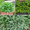 Chefs Favourites Herb Collection Chefs Favourites Herb Collection