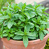 Chefs Favourites Herb Collection Chefs Favourites Herb Collection