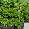 Chefs Favourites Herb Collection Chefs Favourites Herb Collection