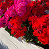 Trailing Balcony Geranium Decora Collection