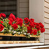 Geranium Decora Balcony Red