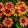 African Daisy Osteospermum Purple Sun