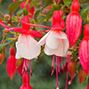 Complete Winter Hardy Fuchsia Plug Collection