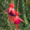 Complete Winter Hardy Fuchsia Plug Collection