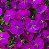 Aubrieta Katie Mix Aubrieta Katie Mix