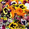 Pansy Colourburst