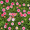 Bellis Belle Bellis Belle