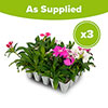 Sweet William Gem